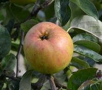 Gråsten Skovgaard æble